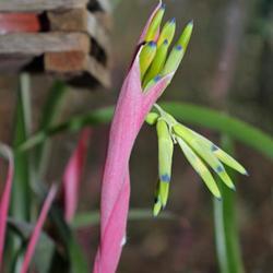 Location: Hortus Camera Lapidea
Date: 2023-01-11
Showing it's typical Billbergia looks on day 11