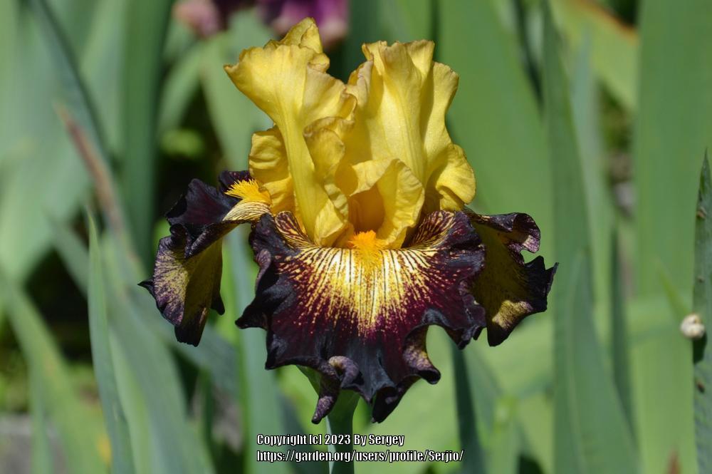 Photo of Tall Bearded Iris (Iris 'Stole the Show') uploaded by Serjio