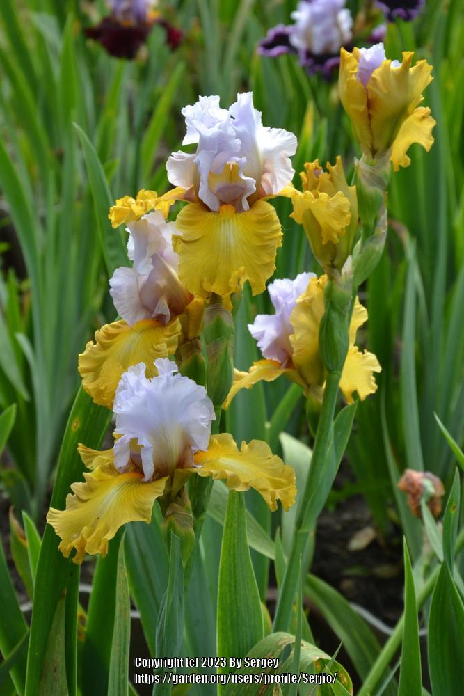 Photo of Tall Bearded Iris (Iris 'Stay Stylish') uploaded by Serjio