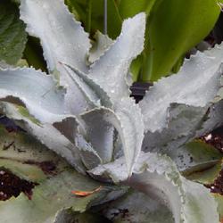 Location: In my garden in Oklahoma City, OK
Date: 2020-08-04
Gypsum Agave in a 12 inch pot