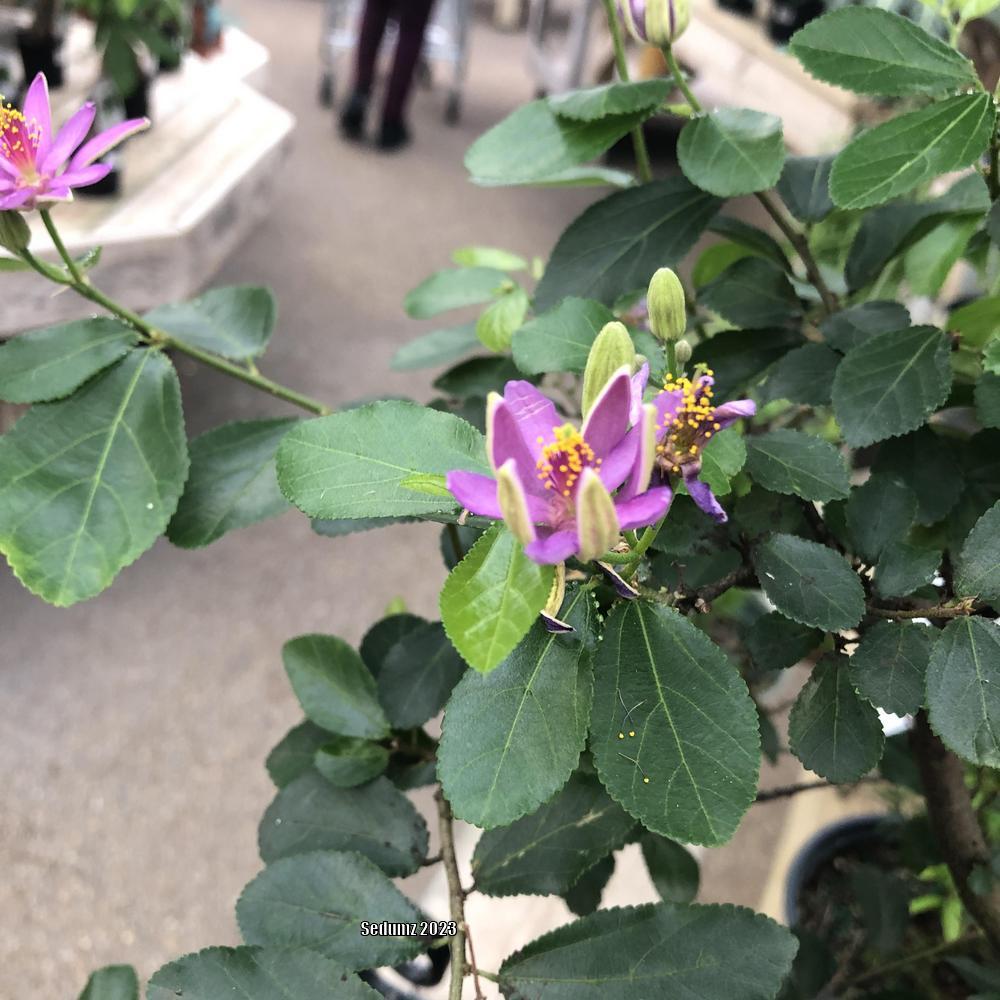 Photo of Crossberry (Grewia occidentalis) uploaded by sedumzz