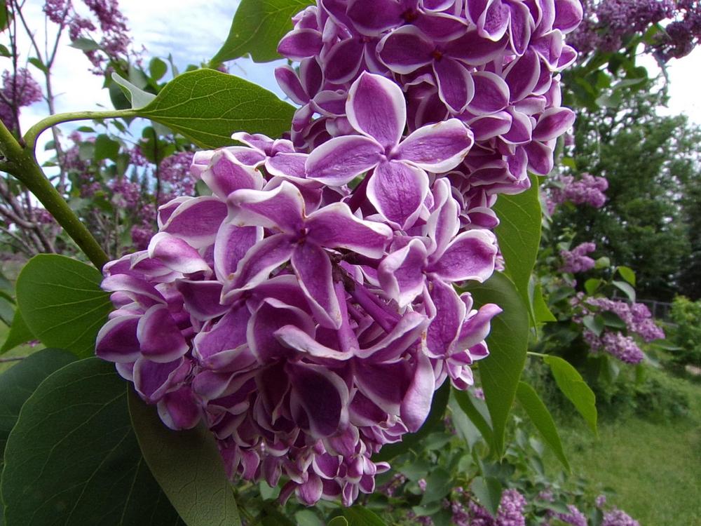 Photo of Common Lilac (Syringa vulgaris 'Sensation') uploaded by HannahsGarden