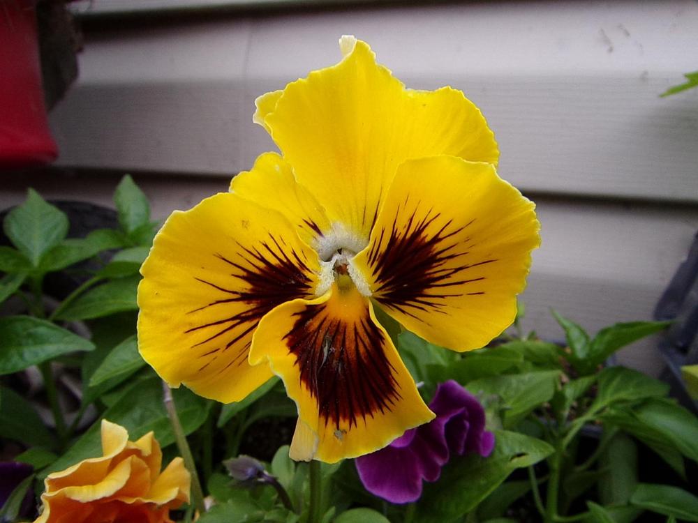 Photo of Violet (Viola cornuta 'Frizzle Sizzle Yellow') uploaded by HannahsGarden