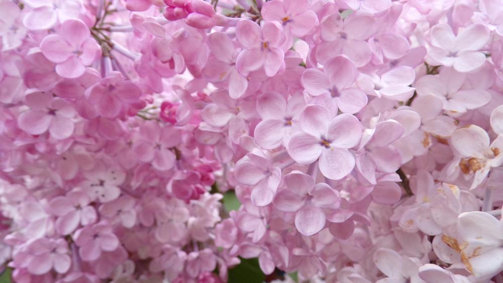 Photo of Common Lilac (Syringa vulgaris) uploaded by HannahsGarden