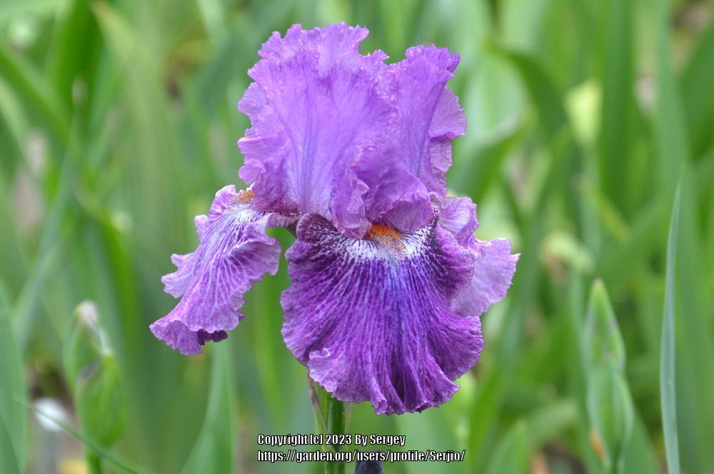 Photo of Tall Bearded Iris (Iris 'Splatter Art') uploaded by Serjio