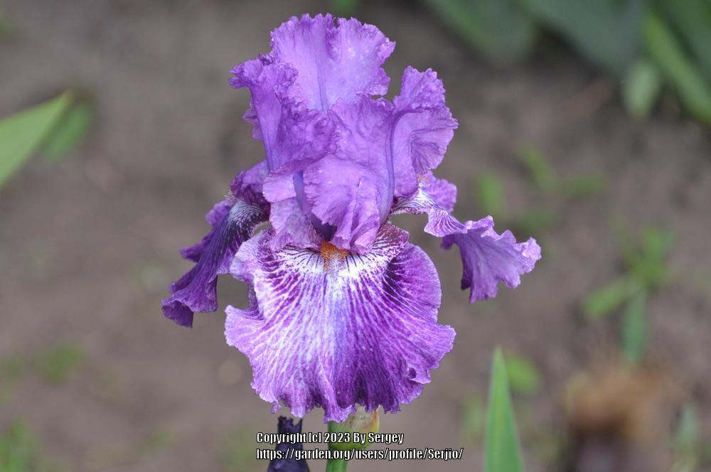 Photo of Tall Bearded Iris (Iris 'Splatter Art') uploaded by Serjio