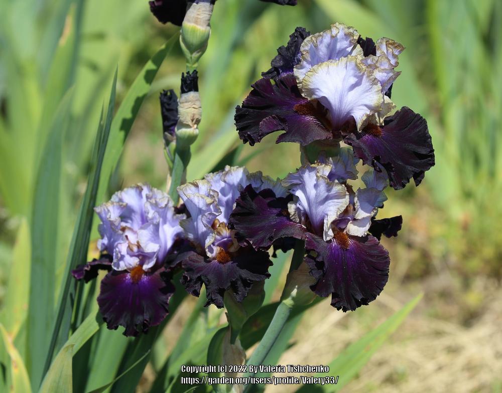 Photo of Tall Bearded Iris (Iris 'Edge of the World') uploaded by Valery33