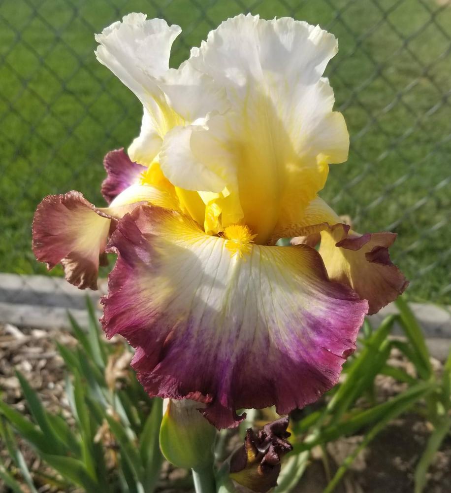 Photo of Tall Bearded Iris (Iris 'Starship Enterprise') uploaded by ldenton9