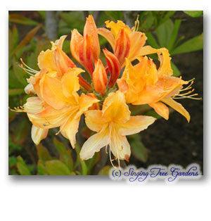 Photo of Deciduous Azalea (Rhododendron 'Golden Lights') uploaded by Joy