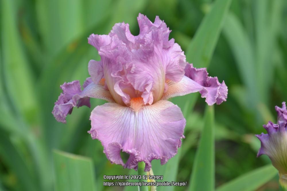 Photo of Tall Bearded Iris (Iris 'Social Graces') uploaded by Serjio