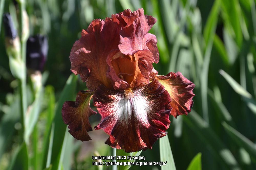Photo of Tall Bearded Iris (Iris 'Spice Lord') uploaded by Serjio
