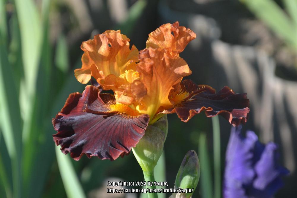 Photo of Tall Bearded Iris (Iris 'Solar Fire') uploaded by Serjio
