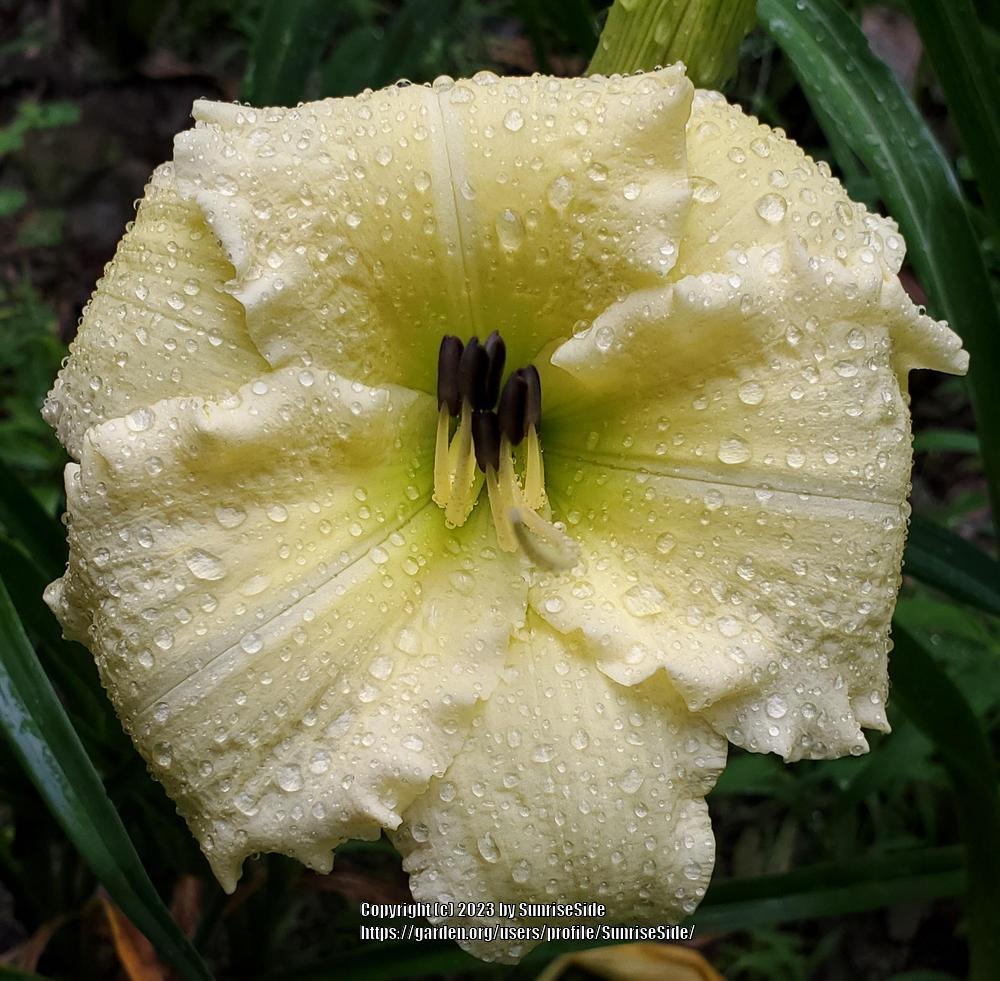 Photo of Daylily (Hemerocallis 'Brocaded Gown') uploaded by SunriseSide