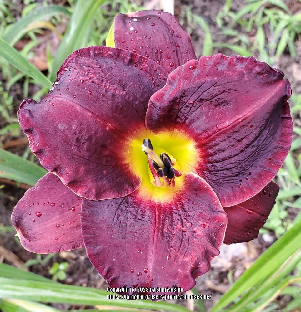 Photo of Daylily (Hemerocallis 'Salieri') uploaded by SunriseSide