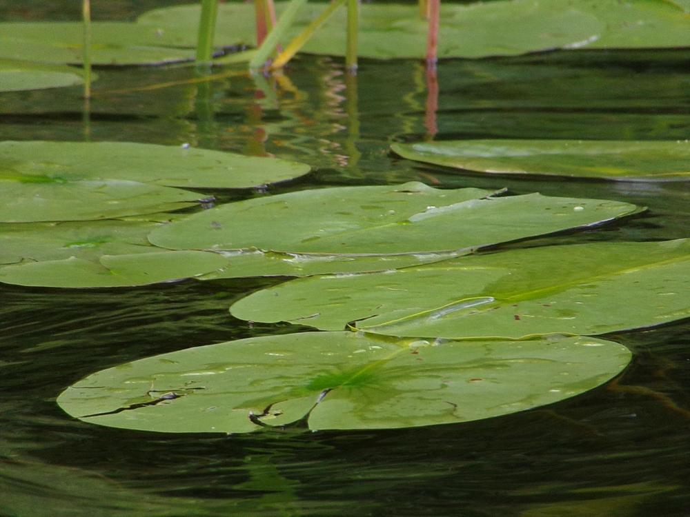 Photo of American White Waterlily (Nymphaea odorata) uploaded by HannahsGarden