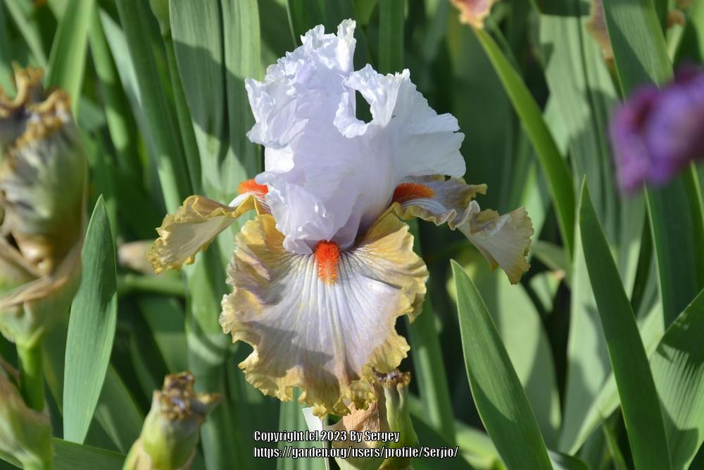 Photo of Tall Bearded Iris (Iris 'Snaparazzi') uploaded by Serjio