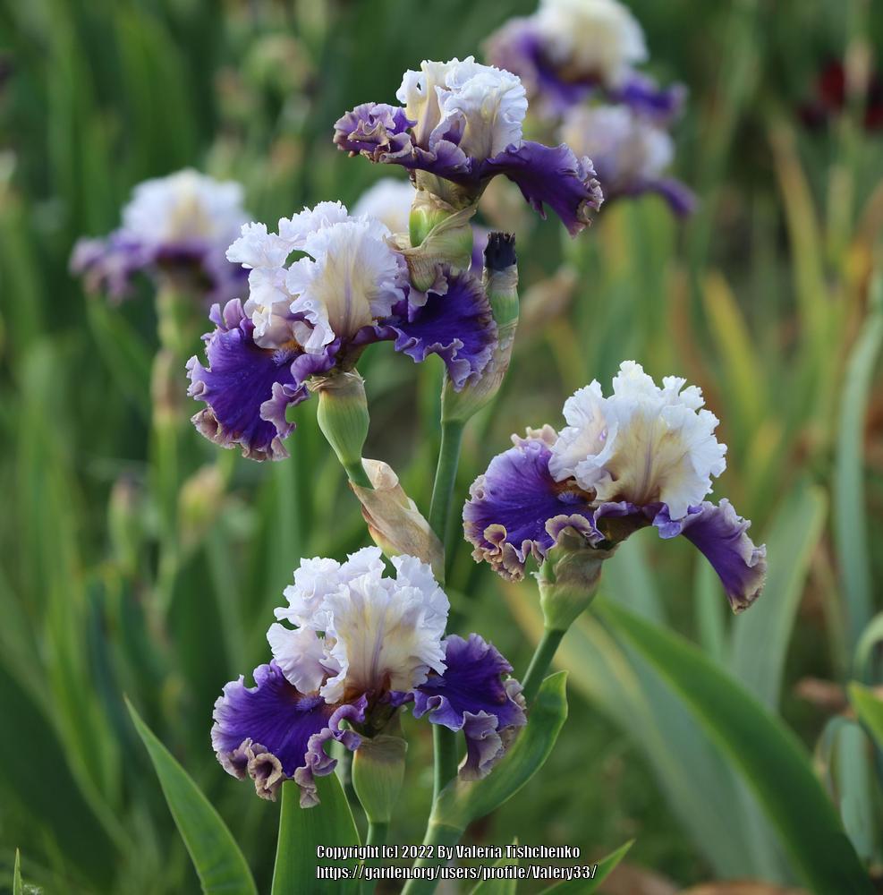 Photo of Tall Bearded Iris (Iris 'Espionage') uploaded by Valery33