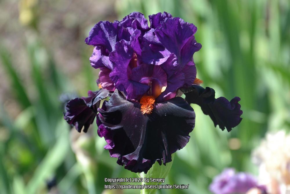 Photo of Tall Bearded Iris (Iris 'Sharp Dressed Man') uploaded by Serjio