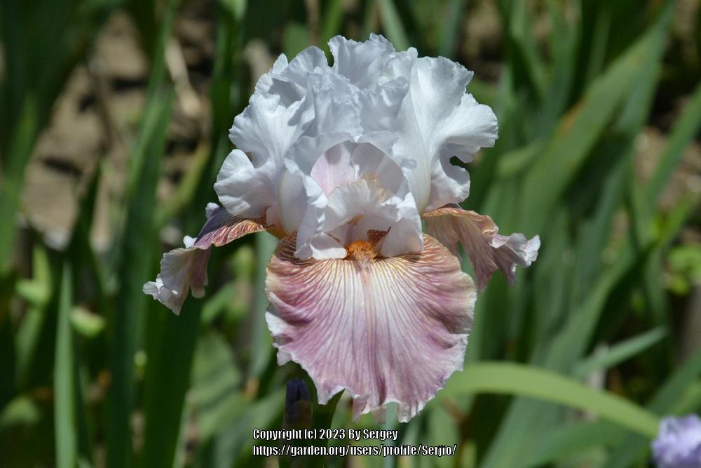 Photo of Tall Bearded Iris (Iris 'Sharp Edge') uploaded by Serjio