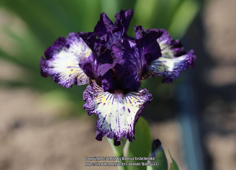 Photo of Intermediate Bearded Iris (Iris 'Fall Line') uploaded by Valery33