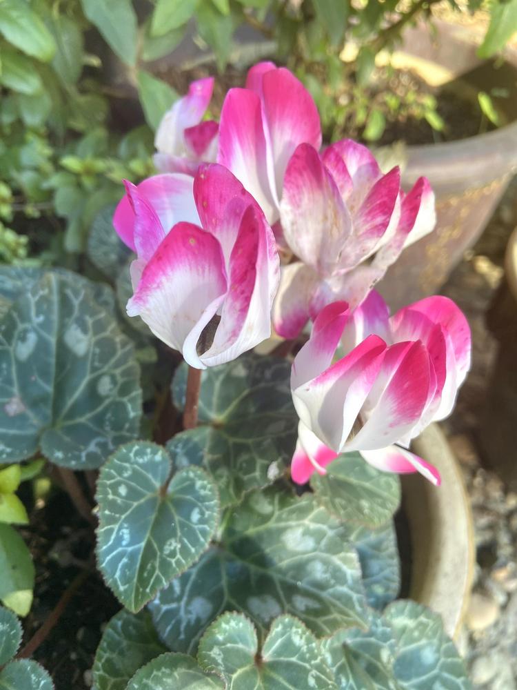 Photo of Sowbread (Cyclamen) uploaded by Calif_Sue