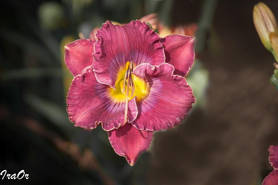 Photo of Daylily (Hemerocallis 'What a Relief') uploaded by IraOr