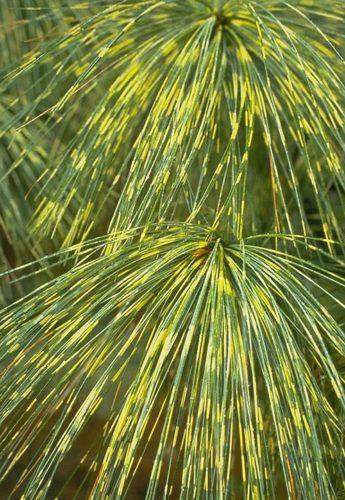 Photo of Himalayan Pine (Pinus wallichiana 'Zebrina') uploaded by Joy
