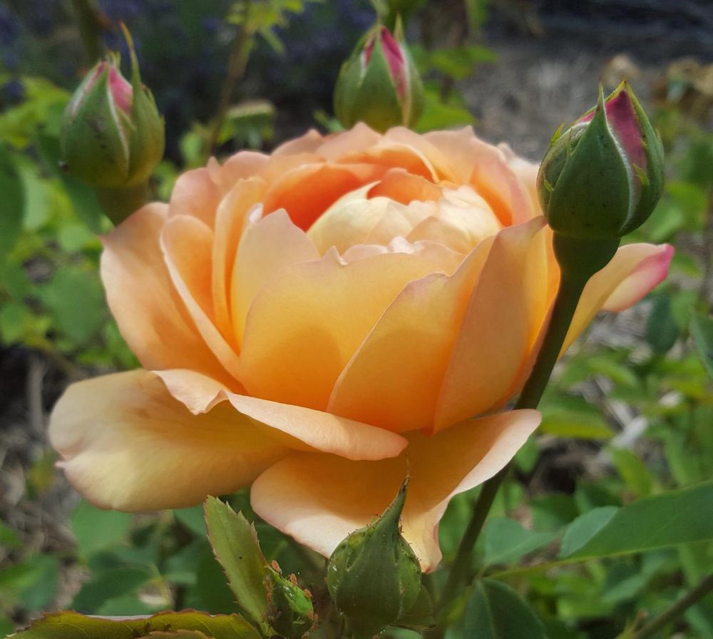 Photo of English Shrub Rose (Rosa 'Lady of Shalott') uploaded by LolaTasmania