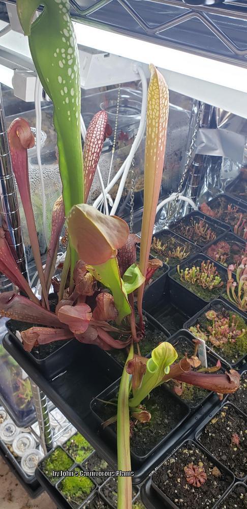 Photo of Hooded Pitcher Plant (Sarracenia minor) uploaded by sedumzz