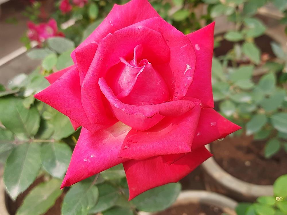 Photo of Rose (Rosa 'Signature') uploaded by ANWARJAMAL