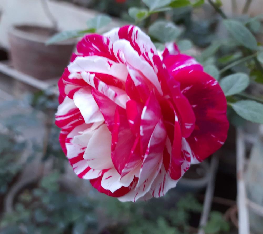 Photo of Rose (Rosa 'Scentimental') uploaded by ANWARJAMAL