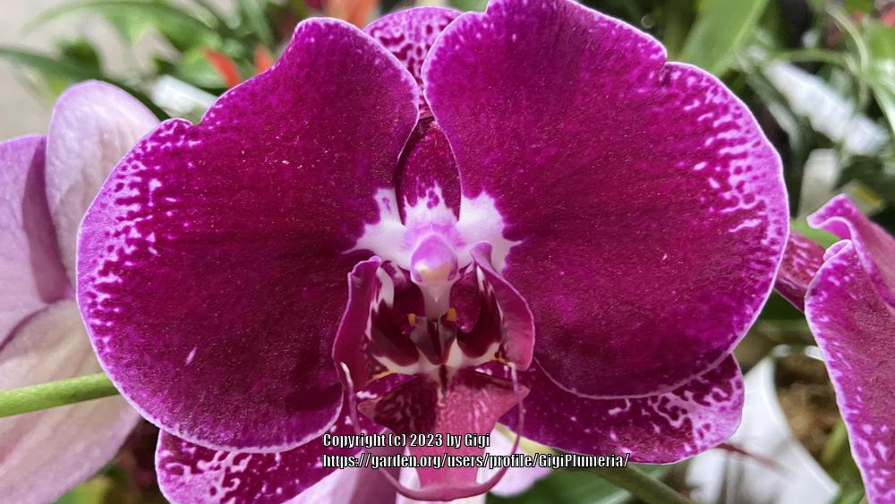 Photo of Moth Orchid (Phalaenopsis) uploaded by GigiPlumeria