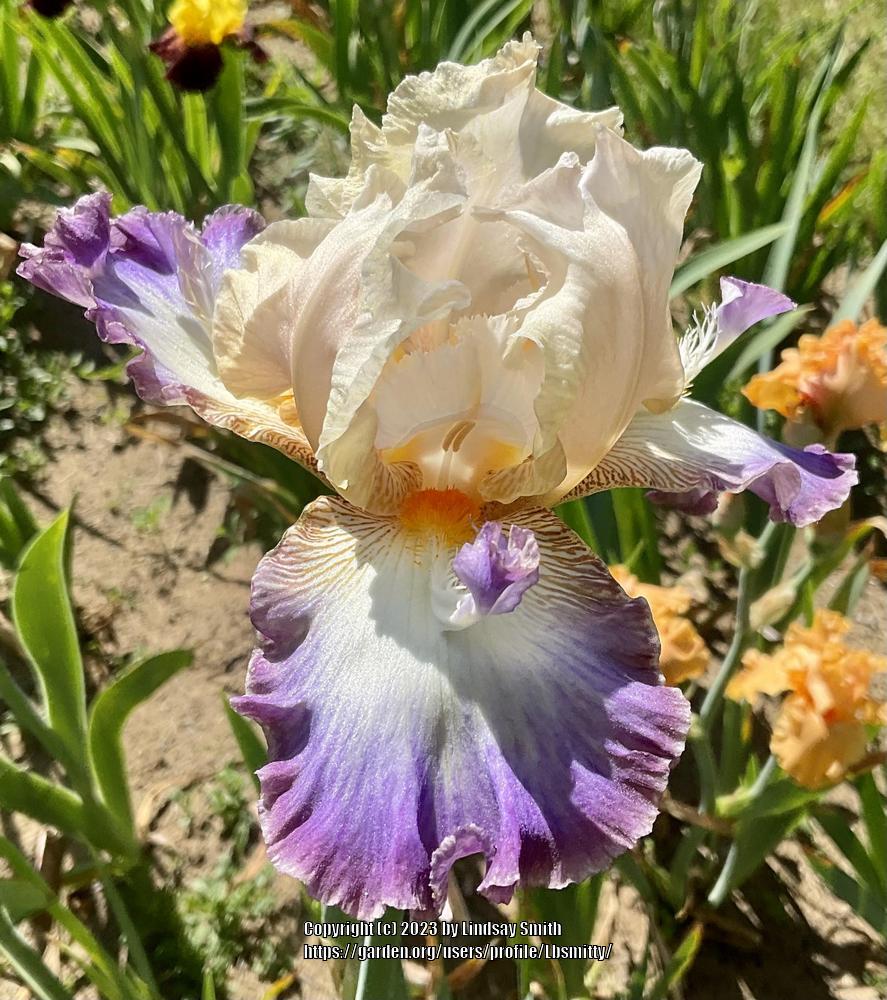 Photo of Tall Bearded Iris (Iris 'Wings at Dawn') uploaded by Lbsmitty