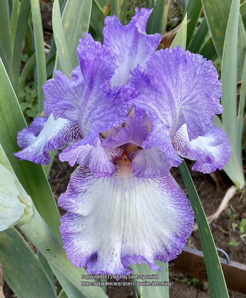 Photo of Tall Bearded Iris (Iris 'Girly Girl') uploaded by Lbsmitty