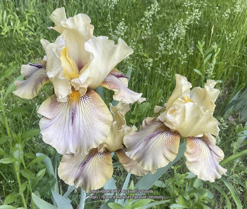 Photo of Tall Bearded Iris (Iris 'Thornbird') uploaded by Lbsmitty