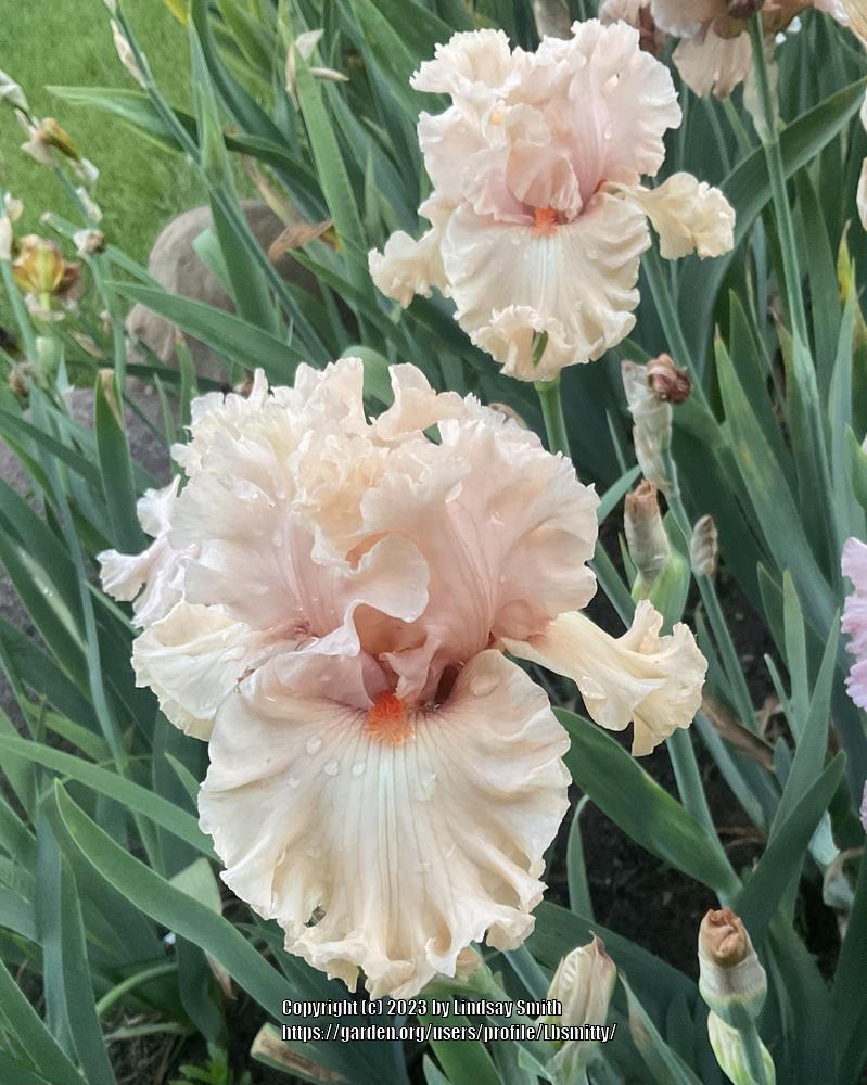 Photo of Tall Bearded Iris (Iris 'Coralina') uploaded by Lbsmitty