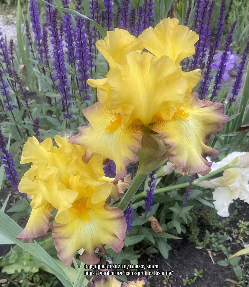 Photo of Tall Bearded Iris (Iris 'Bold Vision') uploaded by Lbsmitty
