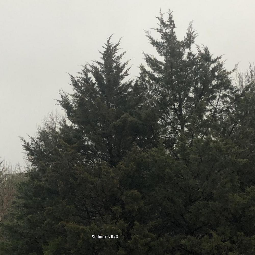Photo of Eastern Red Cedar (Juniperus virginiana) uploaded by sedumzz