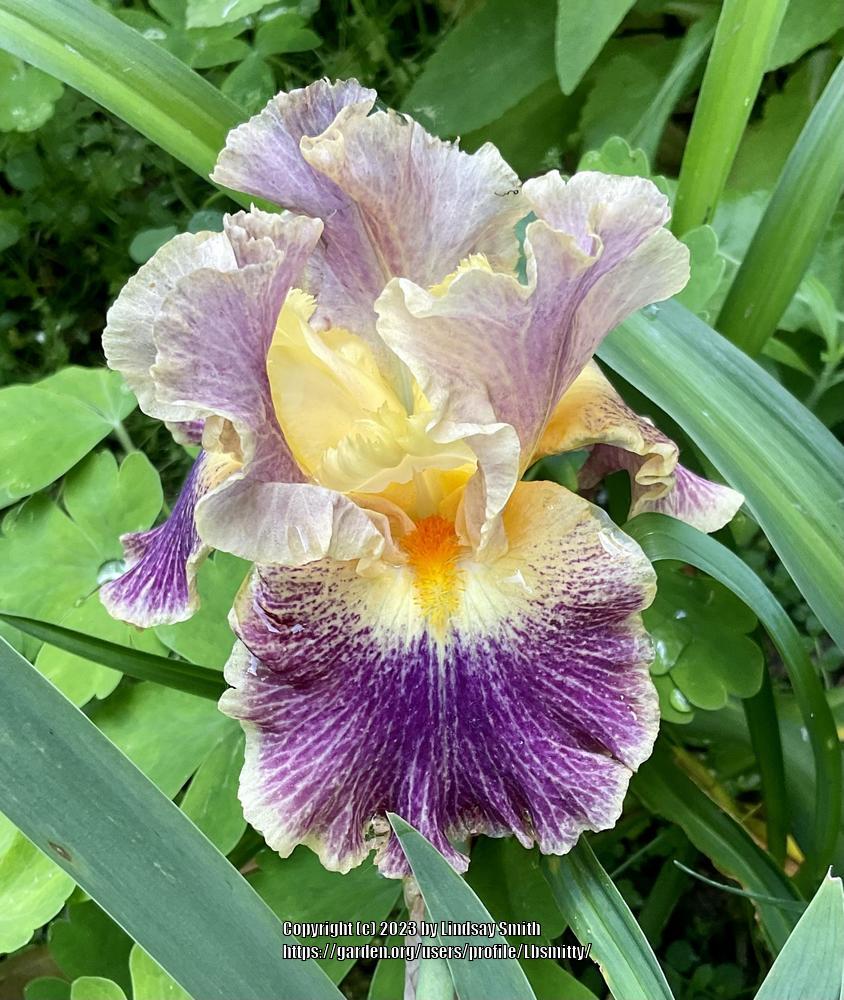 Photo of Border Bearded Iris (Iris 'Glo-Ray Hallelujah') uploaded by Lbsmitty