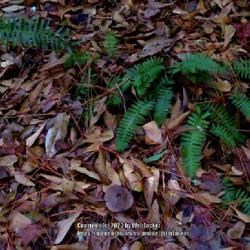 Location: Sandhills Horticultural Gardens Southern Pines, NC (Atkins hillside garden)
Date: January 27, 2023
Christmas Fern #364; RAB p. 40, 11-5-1. LHB p. 87 , "Greek for ma