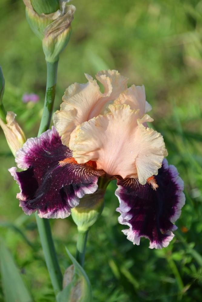 Photo of Tall Bearded Iris (Iris 'Dazzle') uploaded by Beckyree8