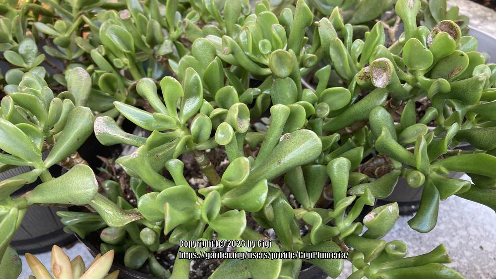 Photo of Jade Plant (Crassula ovata 'Ogre Ears') uploaded by GigiPlumeria
