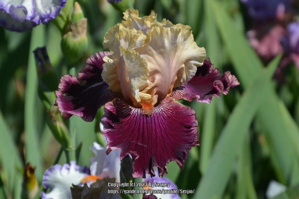 Photo of Tall Bearded Iris (Iris 'Raspberry Swirl') uploaded by Serjio