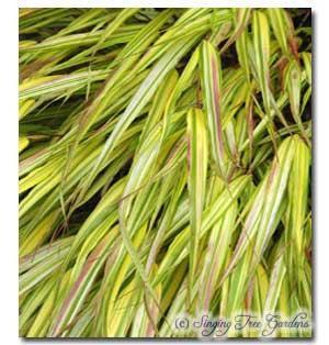 Photo of Japanese Forest Grass (Hakonechloa macra 'Aureola') uploaded by Joy