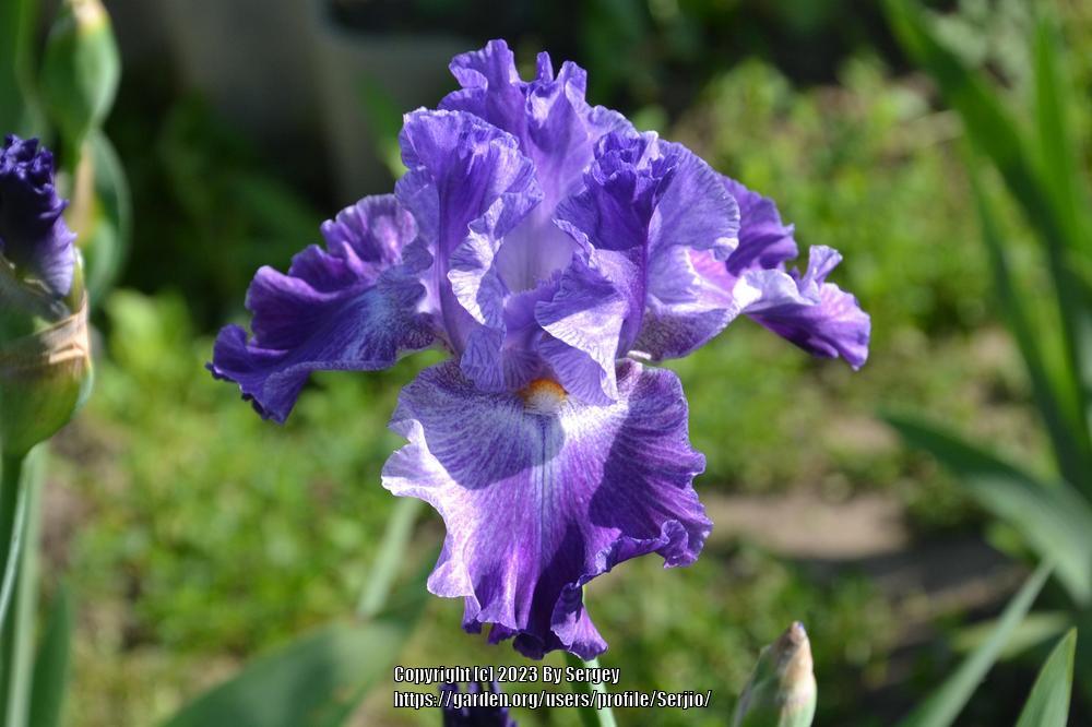 Photo of Tall Bearded Iris (Iris 'Psychic') uploaded by Serjio