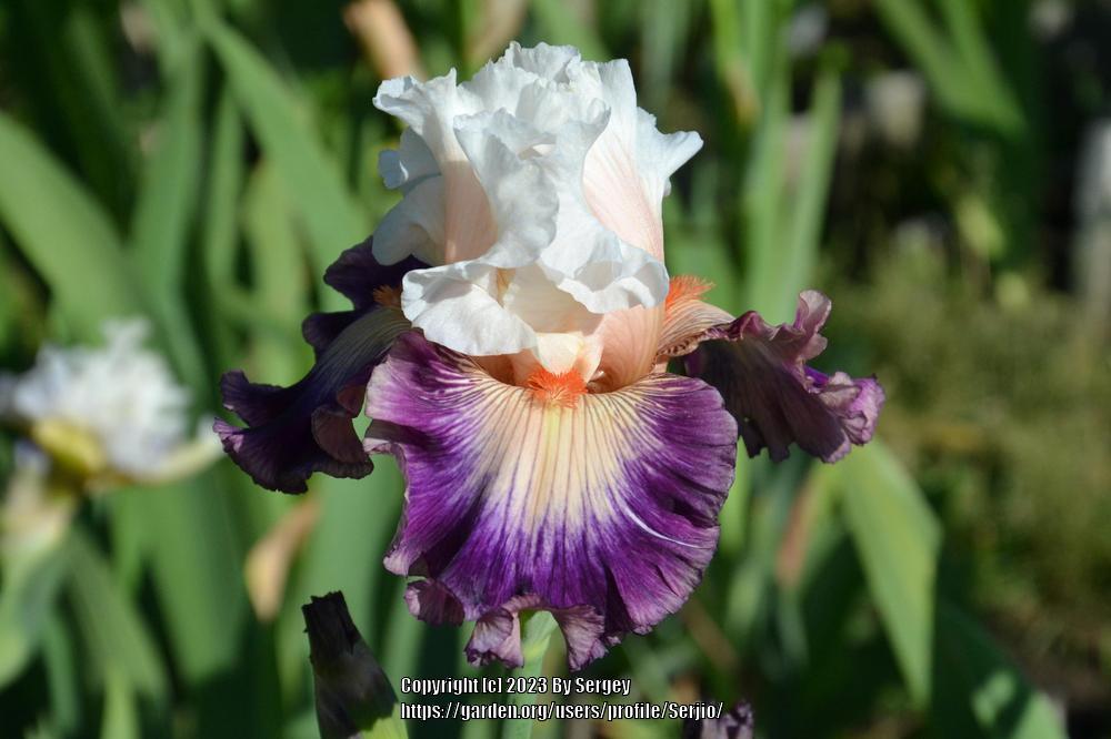 Photo of Tall Bearded Iris (Iris 'Pop Idol') uploaded by Serjio