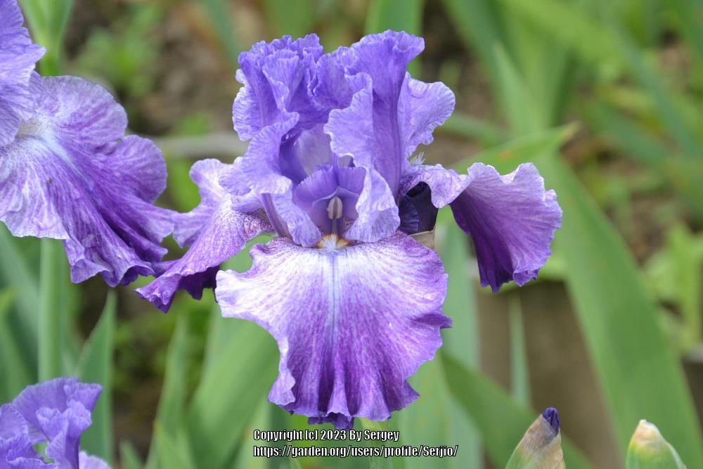 Photo of Tall Bearded Iris (Iris 'Psychic') uploaded by Serjio