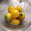 Micro Dwarf Tomato (Solanum lycopersicum 'Aztec') ripe toms, abou