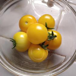 Location: Eagle Bay, New York
Date: 1 Feb 2023
Micro Dwarf Tomato (Solanum lycopersicum 'Aztec') ripe toms, abou