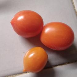 Location: Eagle Bay, New York
Date: 1 Feb 2023
Dwarf Tomato (Solanum lycopersicum 'Laura #5') grape-like, long a